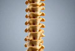 Découvrez le rôle crucial des vertèbres pour votre bien-être quotidien