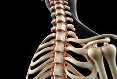 Explorez les secrets de l'anatomie lombaire pour un dos en pleine santé