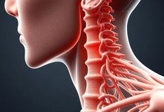 Découvrez le rôle vital des nerfs de la colonne vertébrale pour votre bien-être