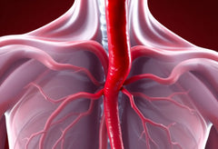 Comprendre la sténose : quand le rétrécissement devient un problème de santé