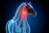 Comprendre et reconnaître les symptômes du syndrome de la queue de cheval pour une intervention rapide